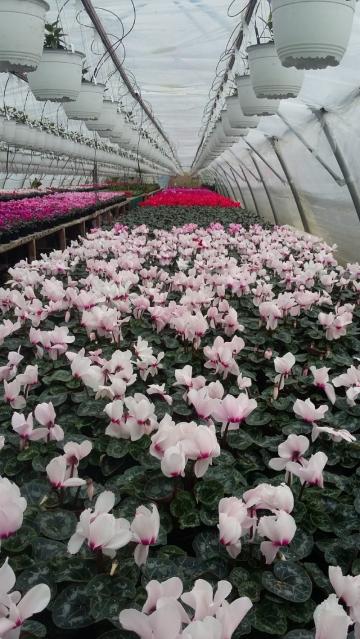 Planta de apartament Cyclamen Persicum