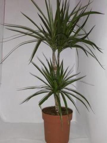 Planta de interior Dracaena 0061