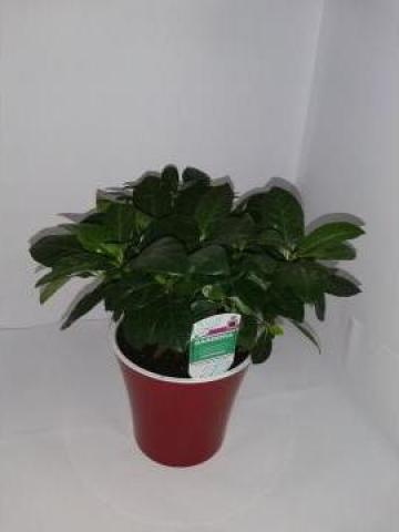 Planta de interior Gardenia 0072