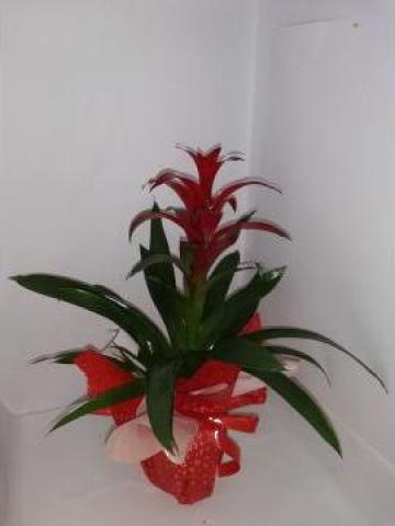 Planta de interior Guzmania 0068