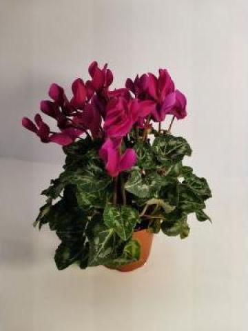 Planta ghiveci Cyclamen 0050