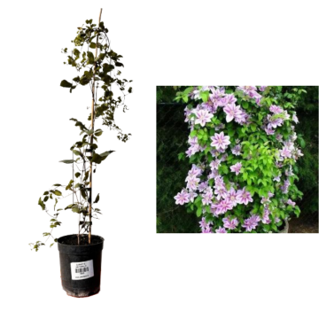 Planta ornamentala Clematis Jan Pawel II la ghiveci C2-C3