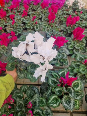 Planta ornamentala Cyclamen
