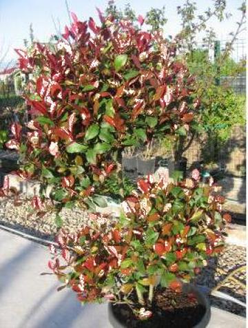 Planta ornamentala Photinia Red Robin
