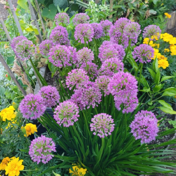 Planta perena Allium Little Sapphire la ghiveci