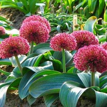 Planta perena Allium Red Giant la ghiveci de 17 cm