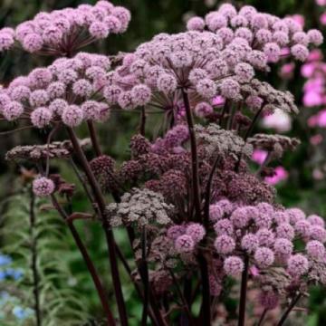 Planta perena Angelica Vicar Mead la ghiveci de 19 cm