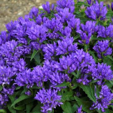 Planta perena Campanula Genti Blue la ghiveci