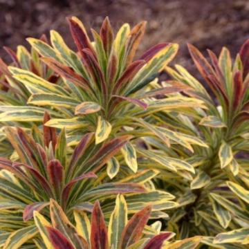 Planta perena Euphorbia Ascot Rainbow la ghiveci de 19 cm