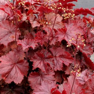 Planta perena Heuchera Exposure Red la ghiveci de 17 cm
