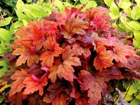 Planta perena Heucherella Sweet Tea la ghiveci C2-C3