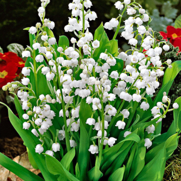 Planta perena Lacramioare - Convallaria majalis la ghiveci