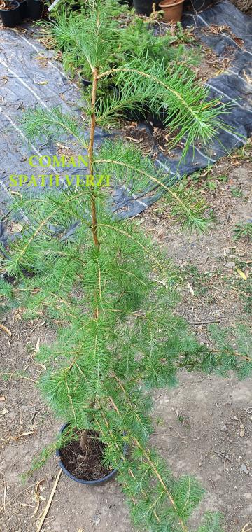 Planta perena Larix Decidua, h=100-120 cm, Timisoara