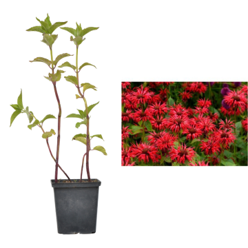 Planta perena Monarda rosie Bee Happy - 25cm la ghiveci