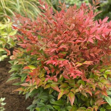 Planta perena Nandina Gulf Stream la ghiveci de 17 cm