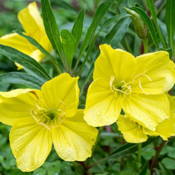 Planta perena Oenothera Macrocarpa Missouri la ghiveci