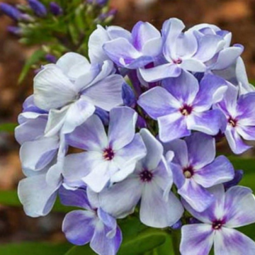 Planta perena Phlox Paniculata Flame Marine, la ghiveci