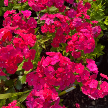 Planta perena Phlox Paniculata Flame Pro Cerise, la ghiveci