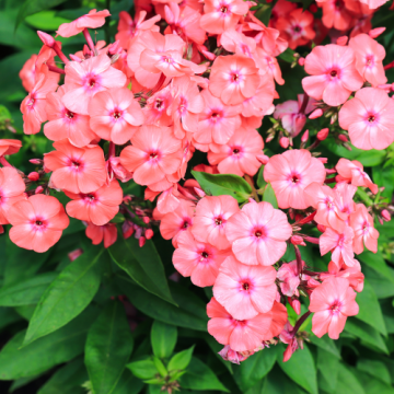 Planta perena Phlox Paniculata Salmon, la ghiveci