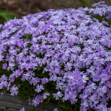 Planta perena Phlox Spring Blue, la ghiveci