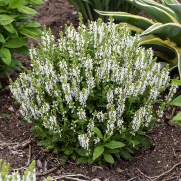 Planta perena Salvia Nemorosa Bumblesnow la ghiveci