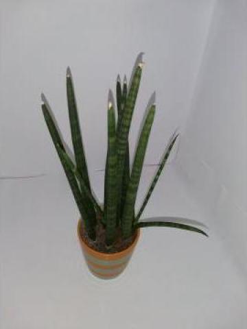 Planta verde de interior Sansevieria 0071