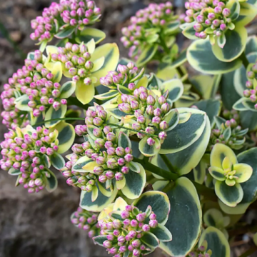 Plante Sedum Sunsparkler Lime Twister in ghiveci de 17 cm