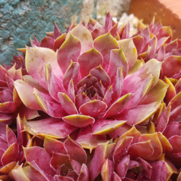 Plante Sempervivum Bigsam Pink Pomelo in ghiveci de 19 cm