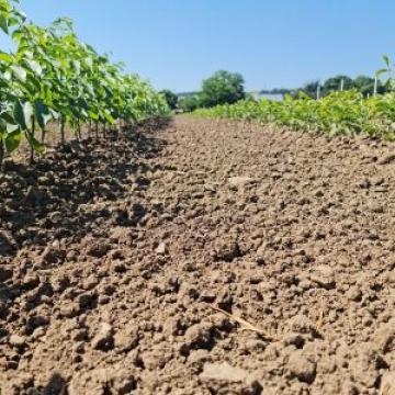 Plante de nuc Franquette