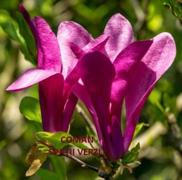 Plante ornamentale Magnolia Susan, H= 110-130 cm, Timisoara