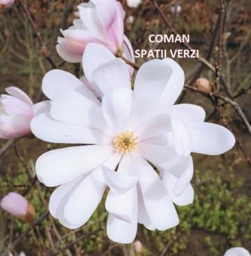 Plante ornamentale Magnolia stellata Royal Star - Timisoara