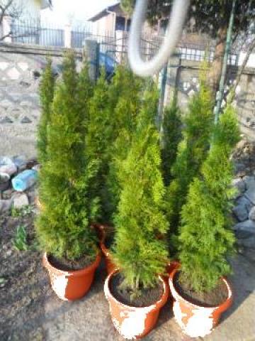 Plante ornamentale de gradina Thuja smaragd