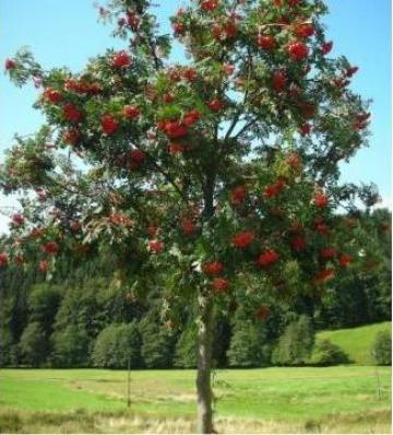 Pom Sorbus Aucuparia (Scorus), h=1,8-2 m