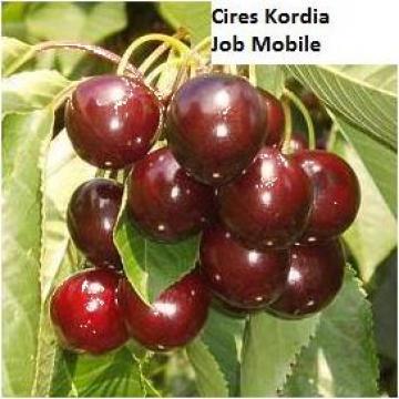 Pom fructifer cires Kordia anul 2