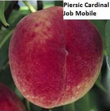 Pomi fructiferi Piersic Redhaven