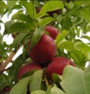 Pomi fructiferi nectarini Fantasia