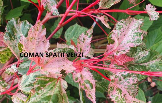 Pomi ornamentali Acer conspicuum"Red Flamingo", h=200-220 cm