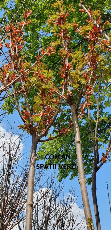 Pomi ornamentali Acer platanoides Globosum (artar globular)