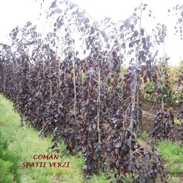 Pomi ornamentali Fagus Sylvatica Purple Fountain, Timisoara