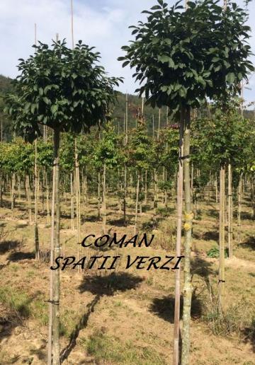Pomi ornamentali Fraxinus Ornus Mecsek (Frasin globular)