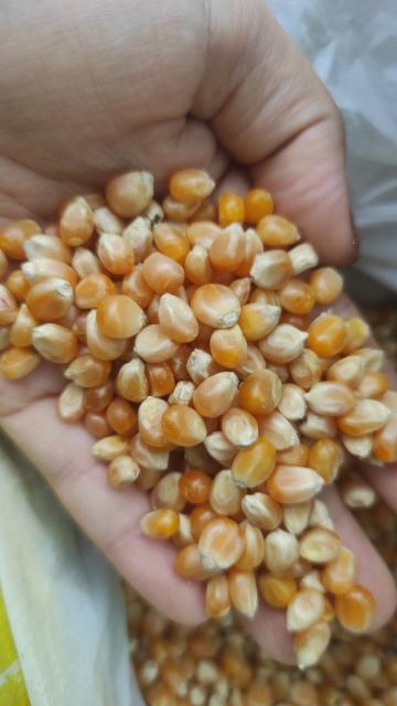 Porumb pentru popcorn