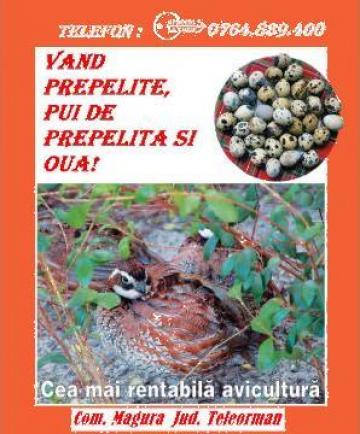 Prepelite, pui de prepelita si oua