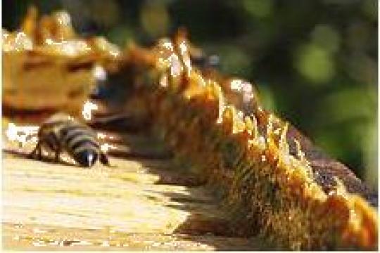 Propolis