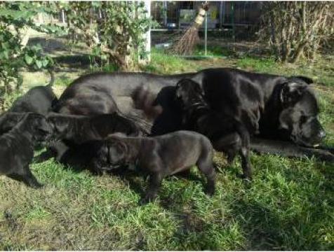 Pui Cane corso