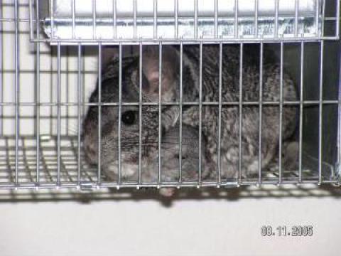 Pui Chinchilla
