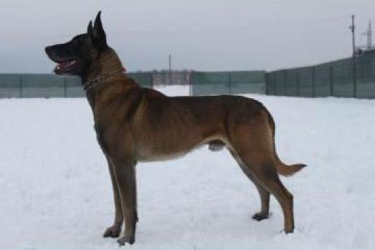 Pui Ciobanesc Belgian Malinois