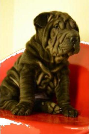 Pui Shar Pei