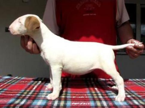 Pui bull terrier