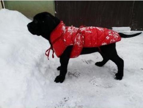 Pui caine Cane Corso femela