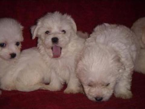 Pui catei Coton de Tulear